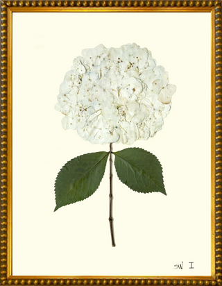 HYDRANGEA I Painting-White