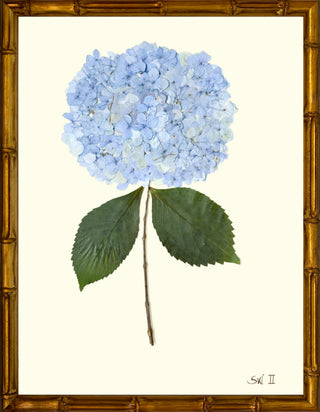 HYDRANGEA II Painting-Blue