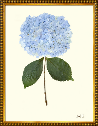 HYDRANGEA II Painting-Blue -Print Size: 8 x 10, Frame Style: Gold Bead Option 1